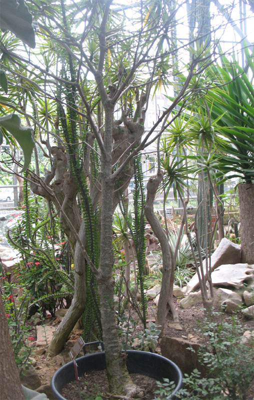 Adansonia grandidieri in de Hortus