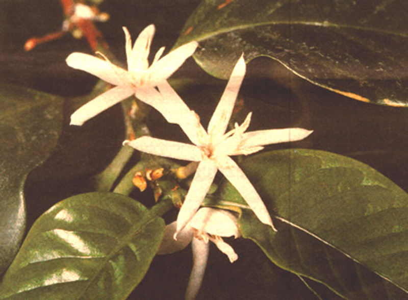 Foto van de bloem van de koffieplant