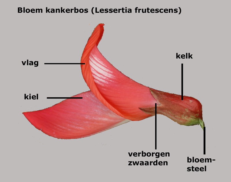 Bouw van de bloem van Kankerbos