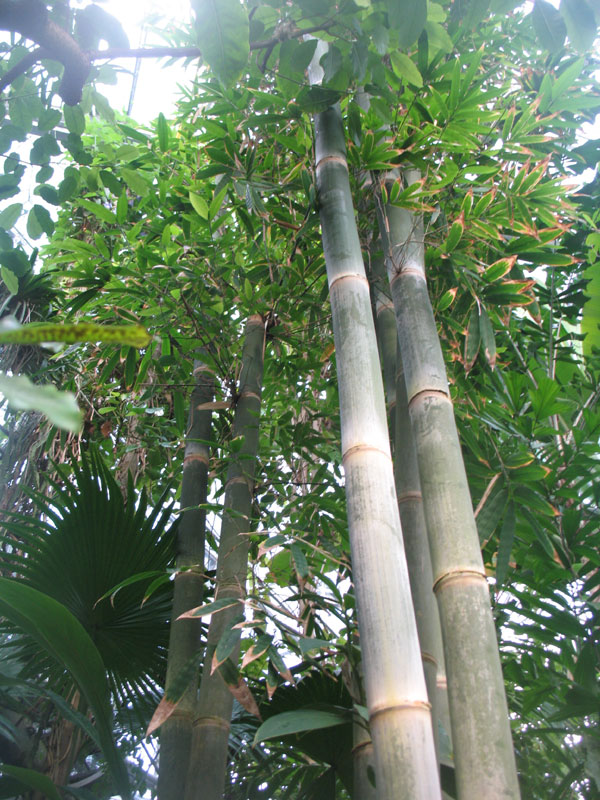 Reuzewnbamboe in de Hortus Plantage 2
