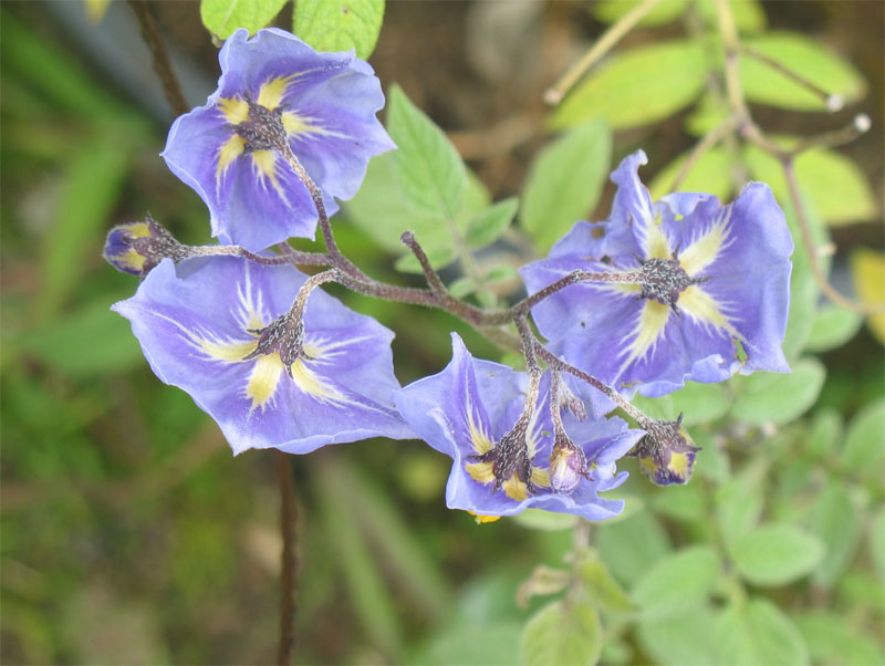 Solanum brevicaule 2