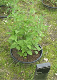 Solanum bulbocastanum 1