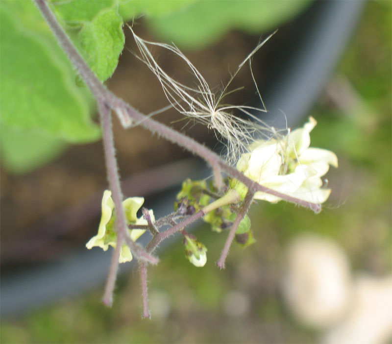 Solanum bulbocastanum 2