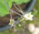 Solanum bulbocastanum 2