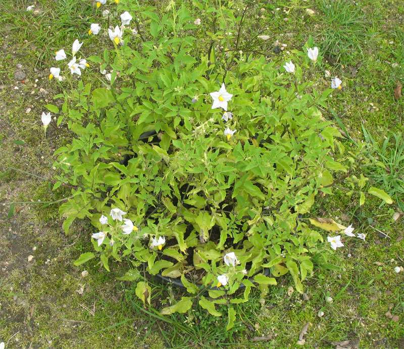 Solanum chacoense 1