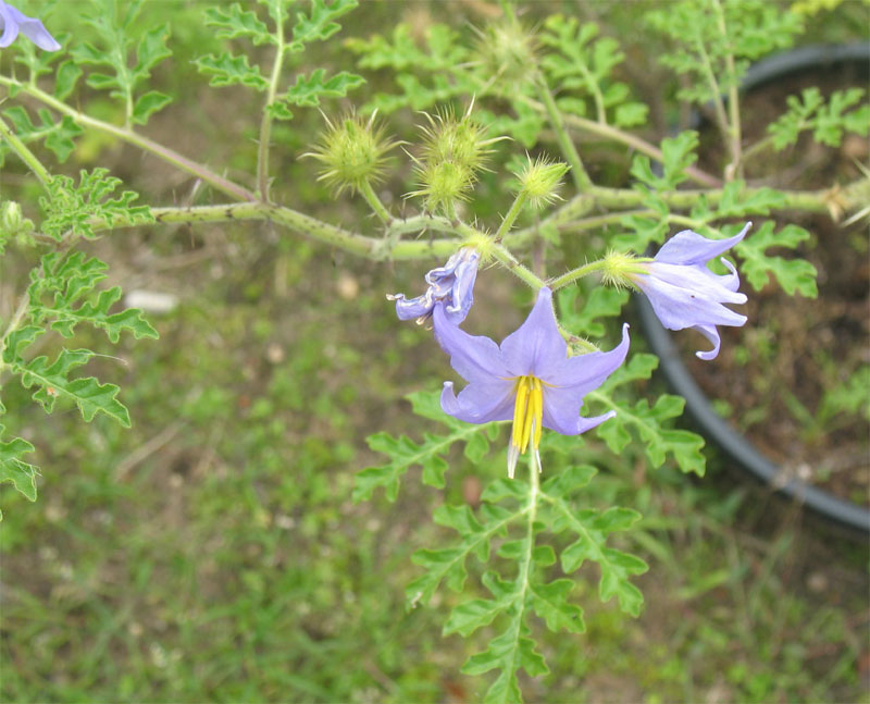 Solanum citrullifolium 2