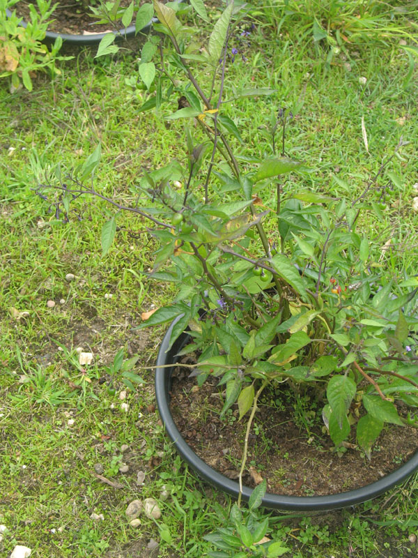 Solanum dulcamara 1