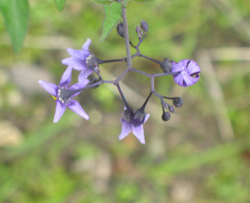 Solanum dulcamara 2