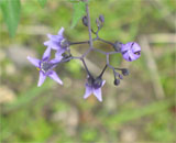 Solanum dulcamara 2