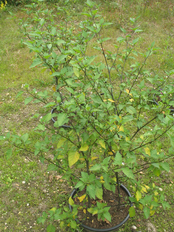 Solanum nigrum 1