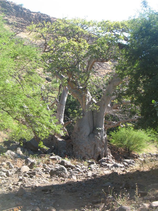 Adansonia digitata 1