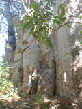 Adansonia digitata op Cabo Verde 2