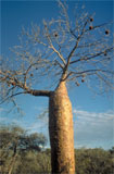 Adansomia rubrostipa met vrucht