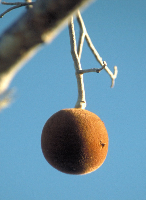 Adansonia rubrostipa 2