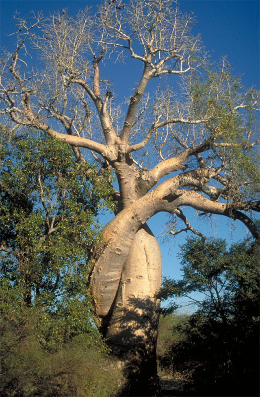 Adansonia za