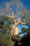 Adansonia za 1