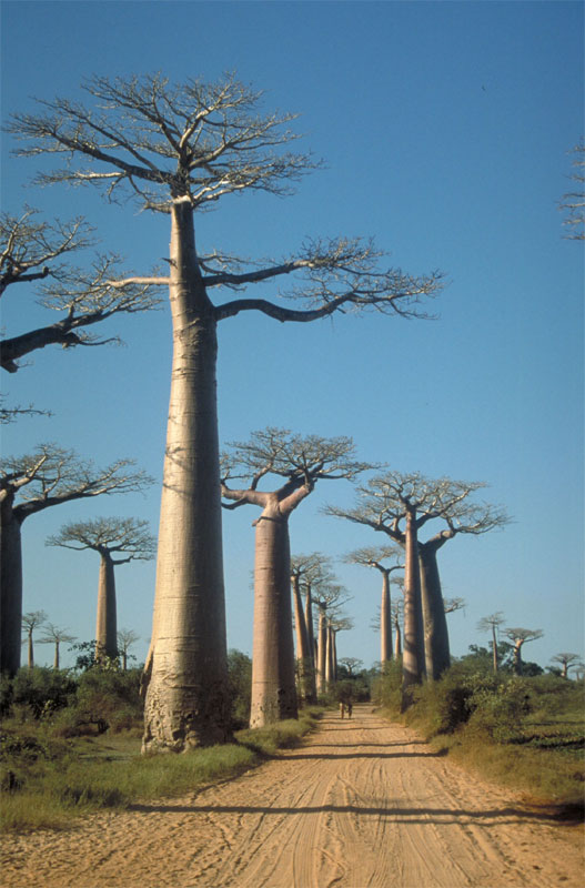 Allee des Baobab 2