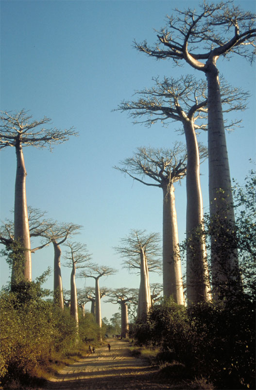 Allee des baobab 3