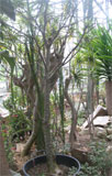 Baobab in de Hortus 1