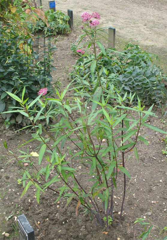 Asclepias incarnata 1