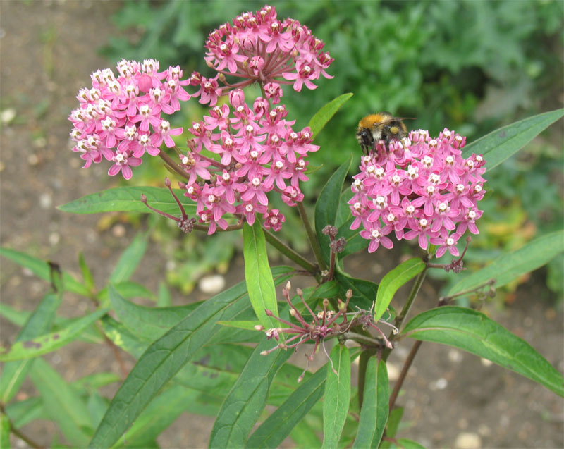 Asclepias incarnata 2