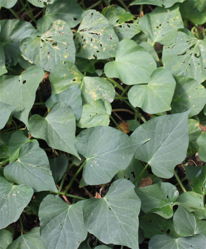 De zoete aardappel in de Hortus Botanicus van Amsterdam