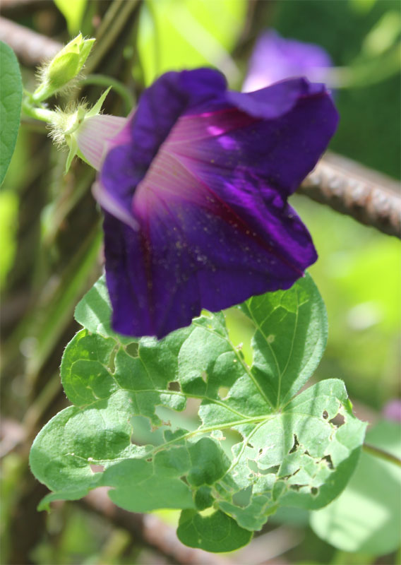 Foto van Ipomoea purpurea