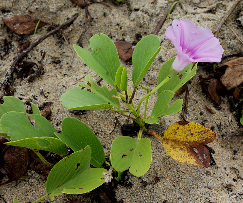 De geitenhoefwinde (Ipomoaea pres- caprae)