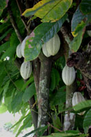 Grote cacaoplant met vruchten