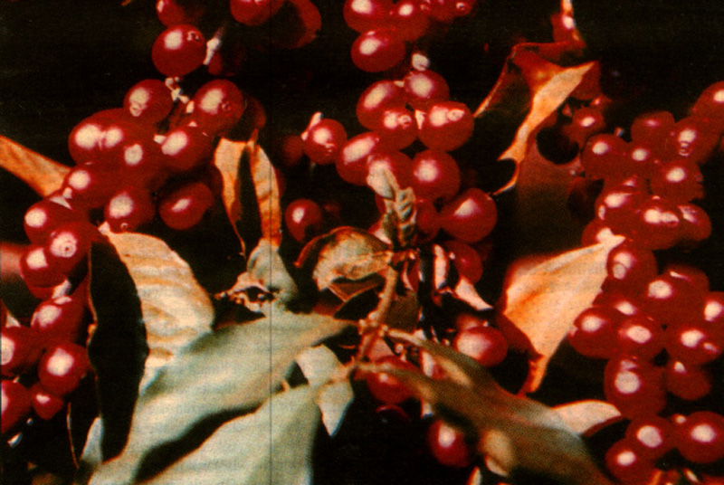 Foto van de besvruchten van de koffieplant