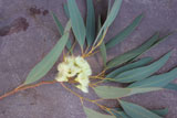 Tak van een Eucalyptus met bloemen