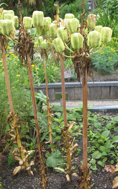 Keizerskroon met vruchten in de Hortus Plantage