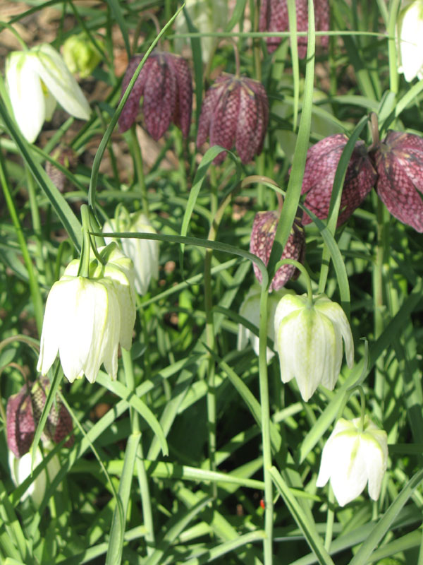 Overzicht van kievitsbloemen in de Hortus