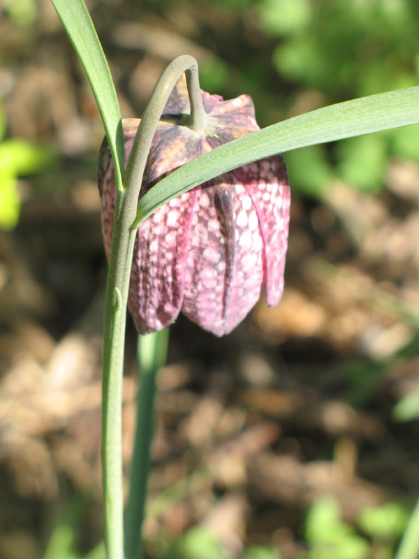 Kievistbloem in het riviergebied