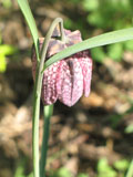 Kievitsbloem in de natuur