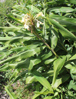 Hedychium coronarium 1