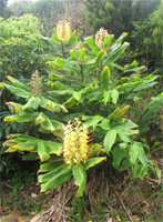 Hedychium gardnerianum 1