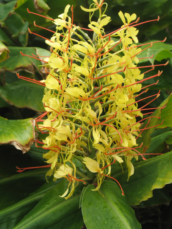 Foto 2 van Hedychium gardnerianum