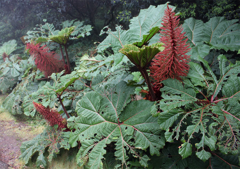 Gunnera insignis 1