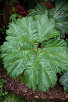 Gunnera insignis 2