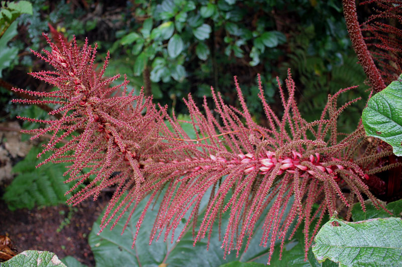 Gunnera insignis 3