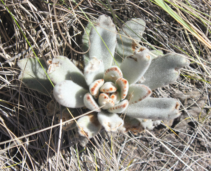 Foto 3 van Kalanchoe