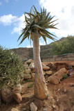 Baterkokerboom in de tuin van Goegap Nature Reserve