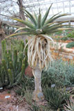 Basterkokerboom in de kas van Kirstenbosch Botanical Garden