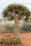 Kokerboom bij Kenhardt 1