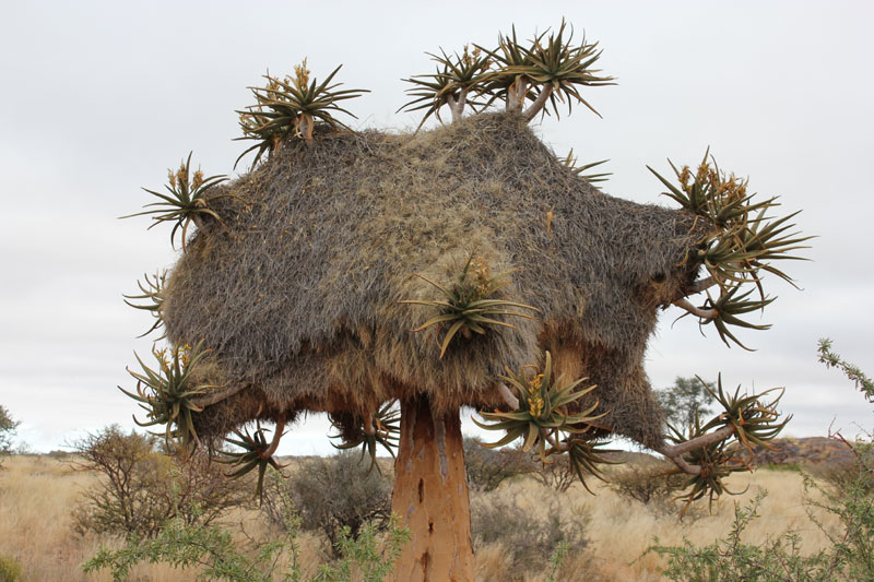 Kokerboom met nesten van de wevervogel