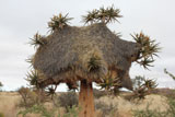 Kokerboom met wevervogel nesten bij Kenhardt