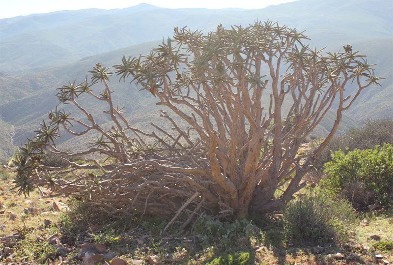 Nooienskokerboom in het Richtersveld 1