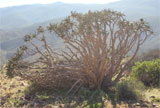 Nooienskokerboom in Richtersveld 1