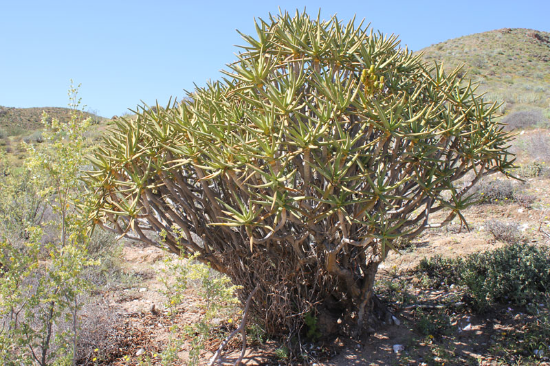 Nooienskokerboom in het Richtersveld 2